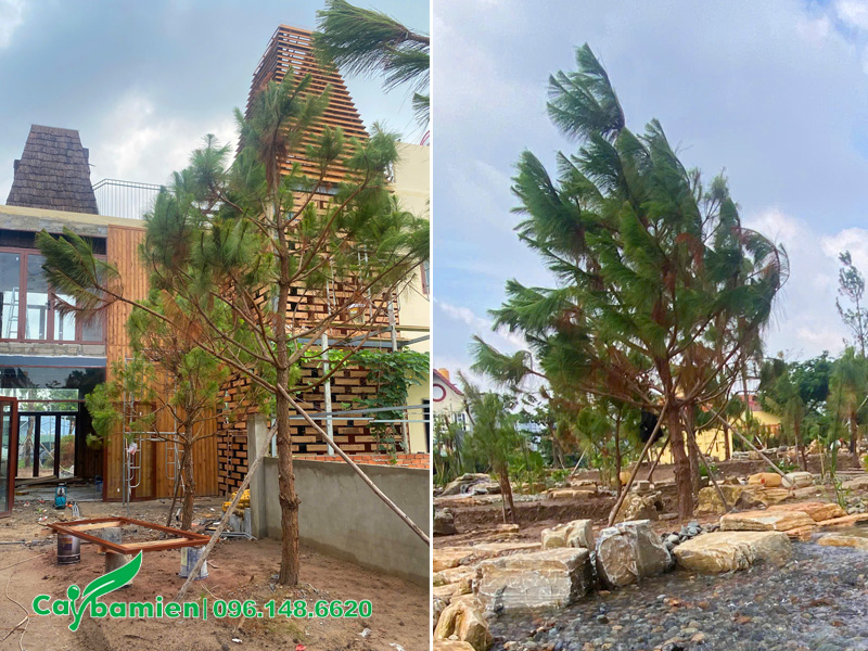 Thi công trồng cây thông Caribe cho khuôn viên resort