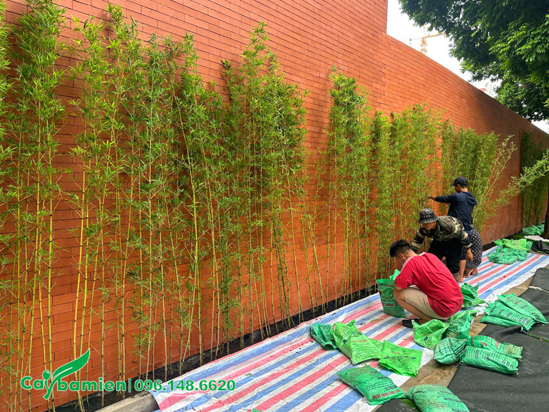 Thi công trồng hàng rào bằng cây Trúc Quân Tử