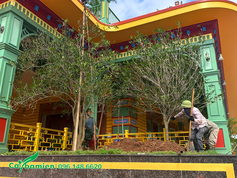 Công nhân của Cây Ba Miền đang tiến hành trồng hai cây mộc hương lâu năm cho một kiến trúc tâm linh
