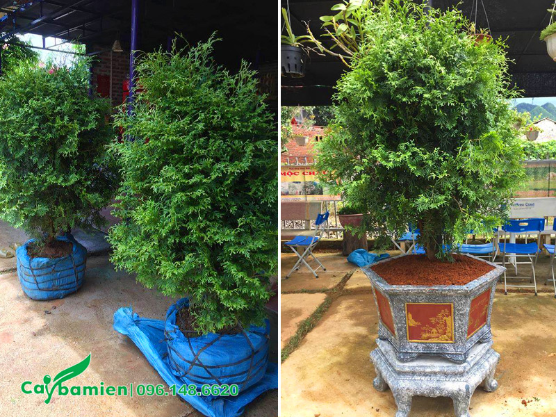 Cách trồng cây Bách Xanh trong chậu cảnh