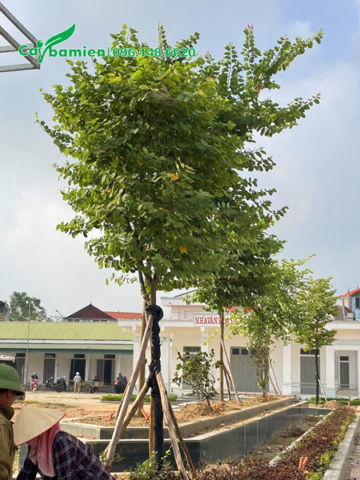 Cây Ban Tây Bắc trồng khuôn viên nhà văn hóa