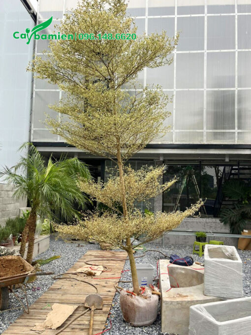 Cây cao 4m, 5 tầng tán đẹp
