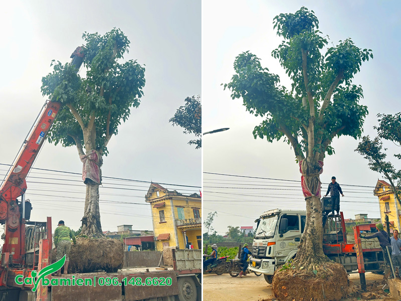 Cây bồ đề cổ thụ cao khoảng 8 - 9m trồng trong sân chùa