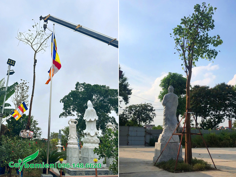 Dự án trồng cây bồ đề công trình trong sân chùa