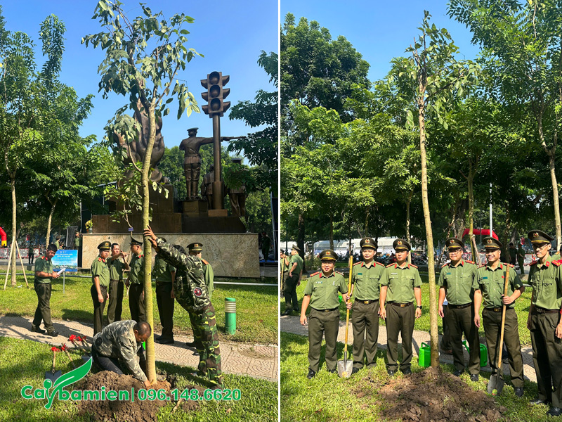 Những cây muồng hoàng yến đã được trồng và lấp đất chuẩn kỹ thuật