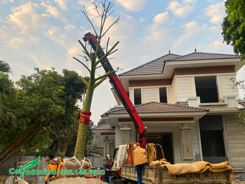 Tiến hành thi công trồng cây Mỹ Nhân cổ thụ cho sân vườn biệt thự