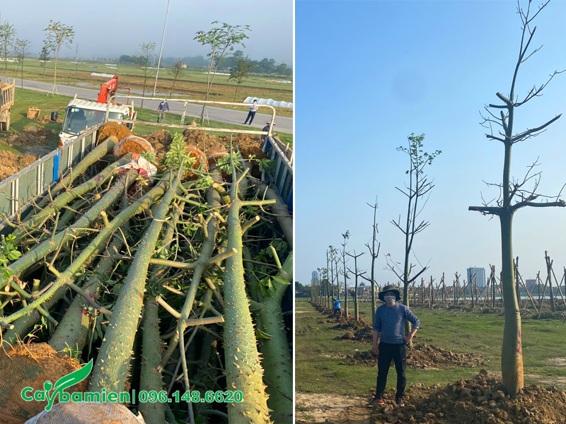 Quá trình thi công trồng cây hồng Mỹ Nhân cho hồ điều hòa tại Hà Tĩnh