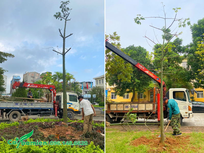 Thi công trồng cây mỹ nhân cao 4 - 5m cho khuôn viên trường đại học