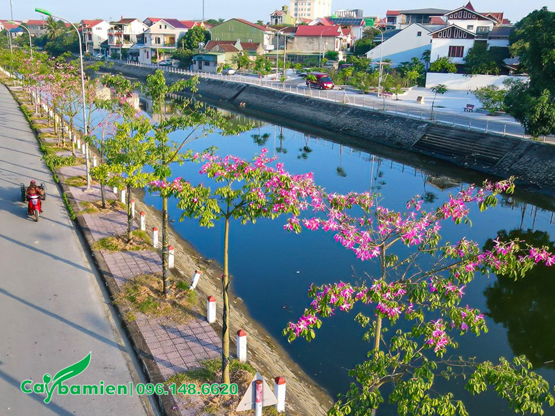 Dự án trồng cây hoa Mỹ Nhân ở Hà Tĩnh