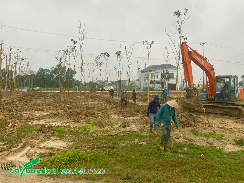 Hình ảnh những hàng cây muồng hoàng yến mới trồng xong ở hồ điều hòa
