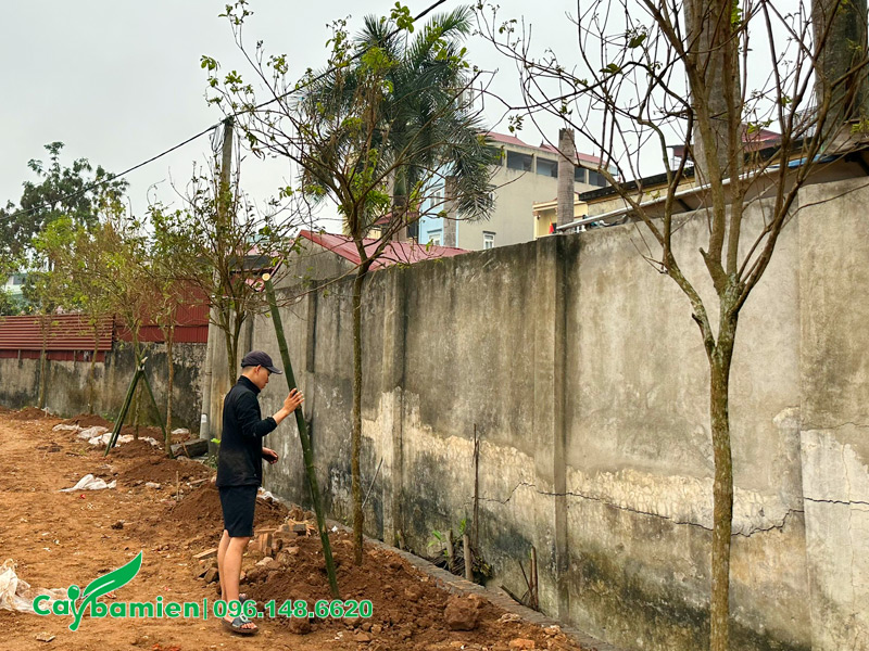 Công nhân đang dùng cọc tre để chống cố định cho cây hoa phong linh vàng mới trồng