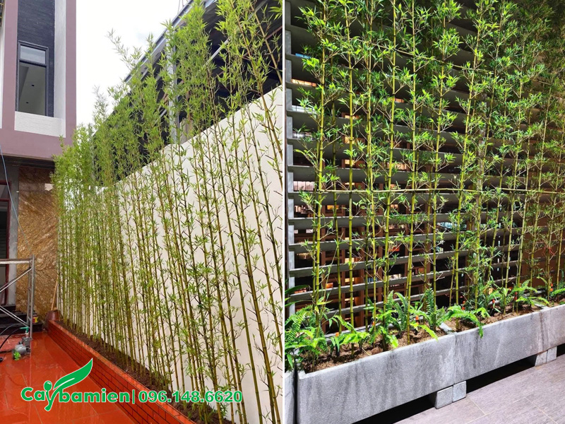 Trồng hàng rào Trúc Quân Tử sát theo hàng rào, vách ngăn