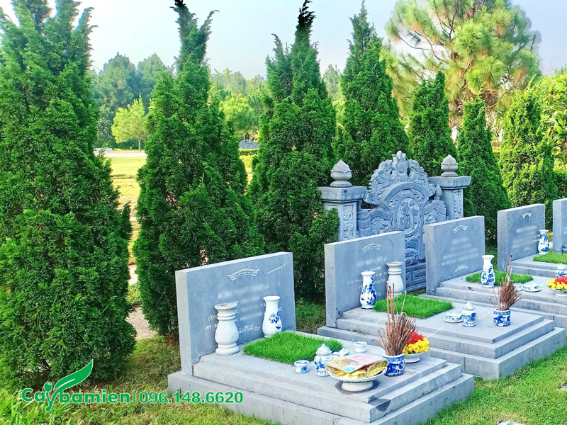 Hàng cây Tùng Tháp trồng ở khu lăng mộ