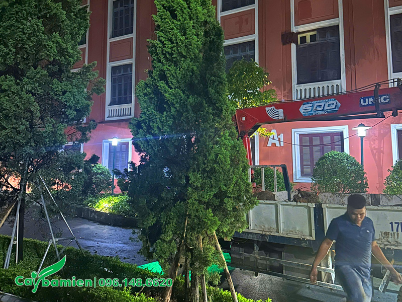 Hàng cây Tùng Thắp trồng trong sân trường học