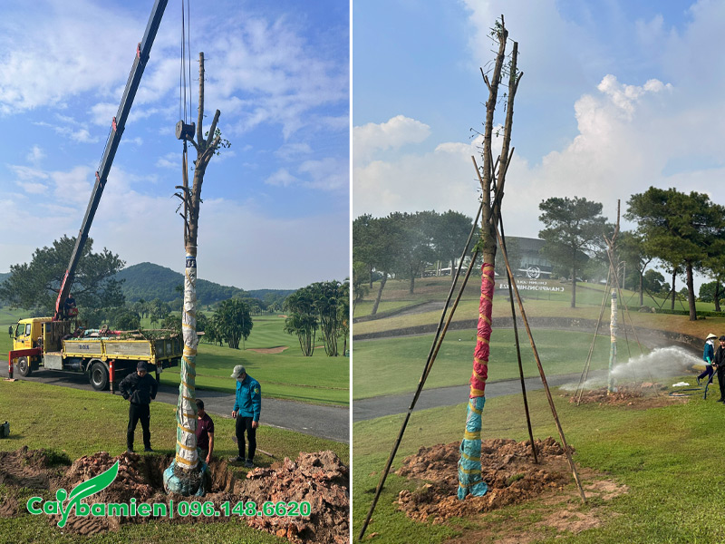 Trồng lại cây công trình mới bứng