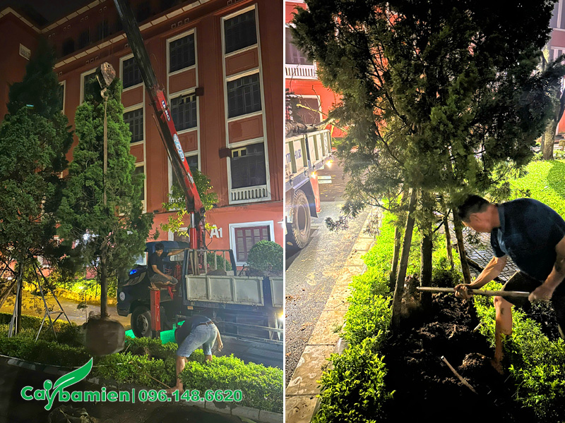 Trồng và chống cọc cho cây Tùng Tháp công trình