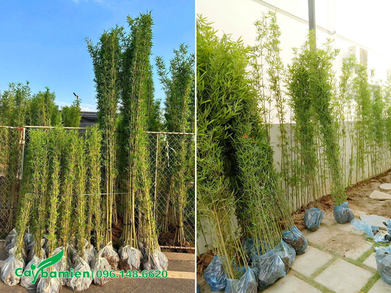 Thi công trồng cây Trúc Quân Tử cho sân vườn