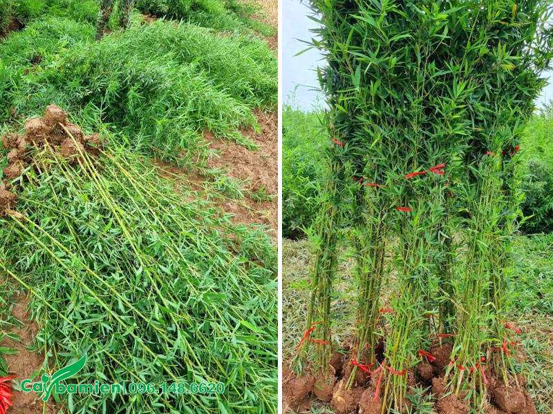 Trúc Quân Tử đánh thẳng, chiều cao 2m