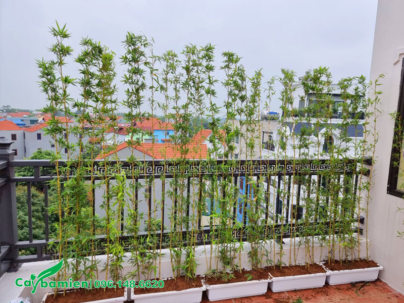 Hàng cây Trúc Quân Tử trồng trên ban công, sân thượng