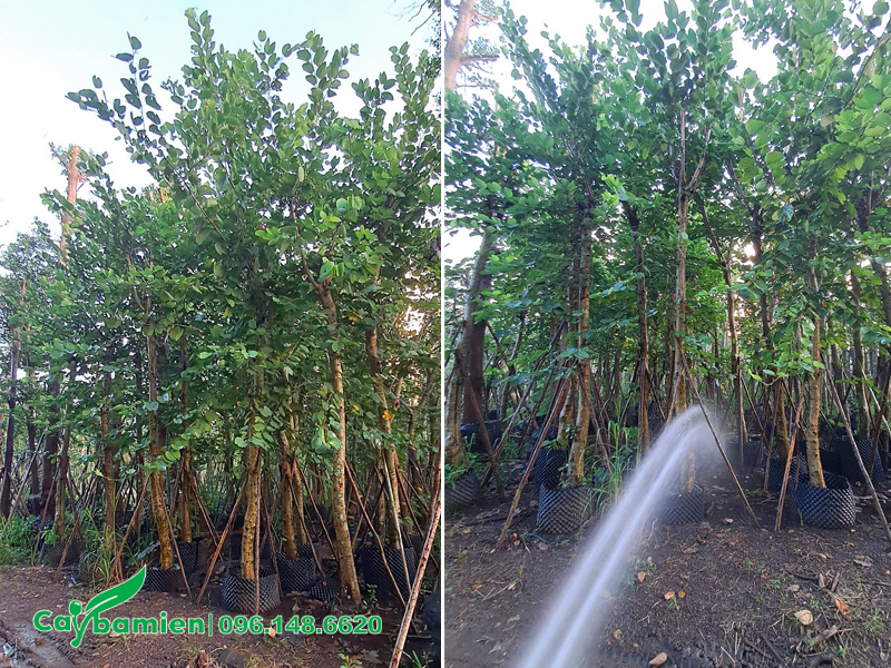 Tưới đẫm nước cho cây ban tím công trình đã dâm ủ