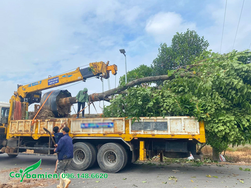 Cây hao ban tím hoàng hậu đường kính gốc trên 20cm