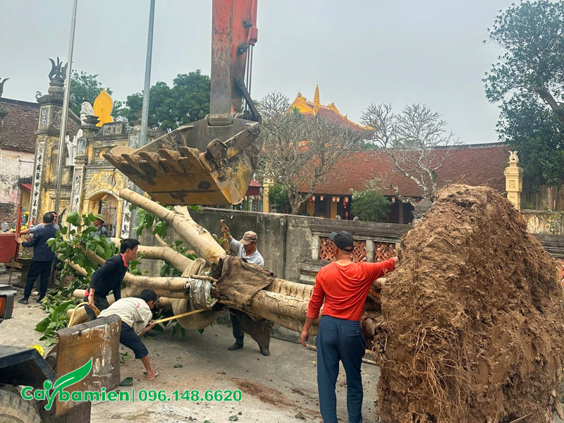 Di chuyển cây bồ đề cổ thụ trọng lượng lớn