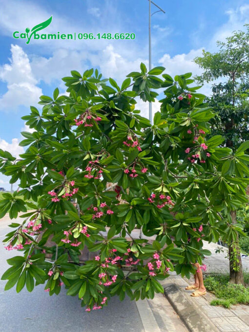 Cây sứ đại hồng sẵn hoa