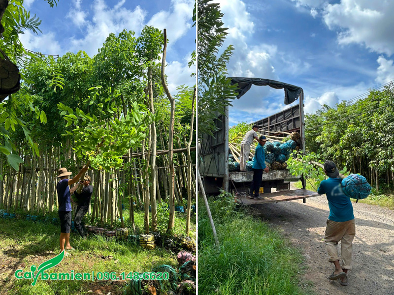 Bốc xếp cây muồng hoàng yến đường kính gốc 7 - 8cm