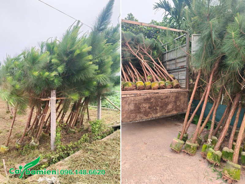 Bốc xếp hàng chục cây thông caribe chiều cao 2m5 lên thùng xe tải