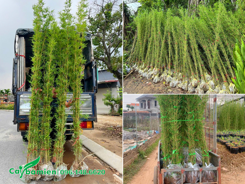 Chi phí vận chuyển và giao trồng cây Trúc Quân Tử tại Hà Nội