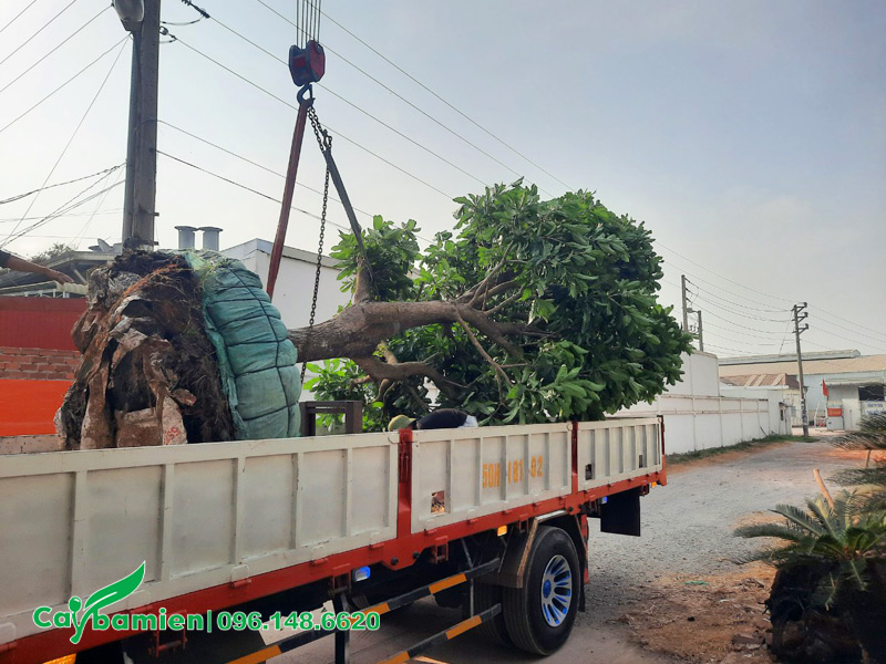 Di dời cây xanh và thi công trồng lại tại vị trí mới