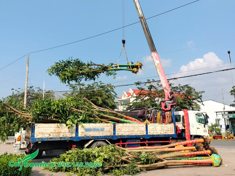 Vận chuyển giao cây kèn hồng tại công trình ở Bắc Ninh