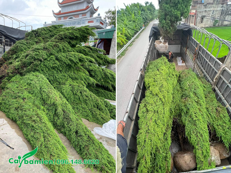 Tùng Tháp cao 4 - 5m trồng công trình đẹp