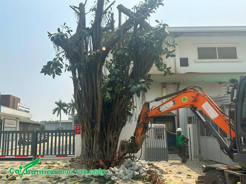Bứng bầu và di dời cây đa búp đỏ cổ thụ