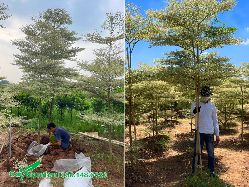 Đánh cây bàng cẩm thạch cao 4m