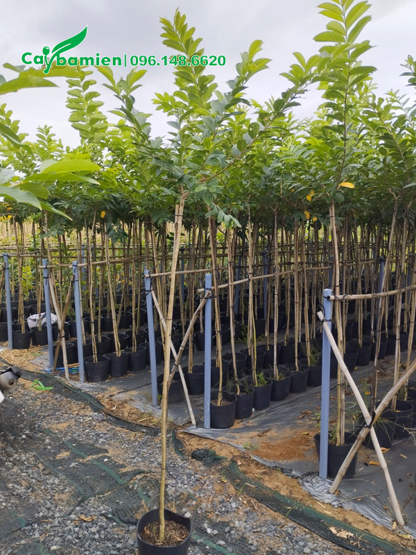 Cây hoa bằng lăng thái thoát thân hơn 1m