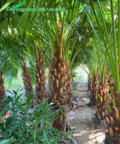 Vườn nuôi trồng cây cọ ta lóng 2m, hàng bứng thẳng