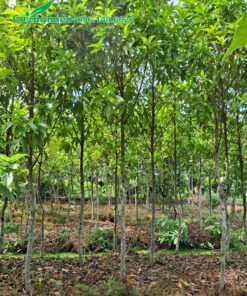 Cây đường kính nhỏ, chiều cao khoảng 3m