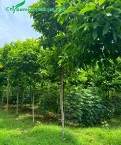 Vườn nuôi trồng ngọc lan trắng