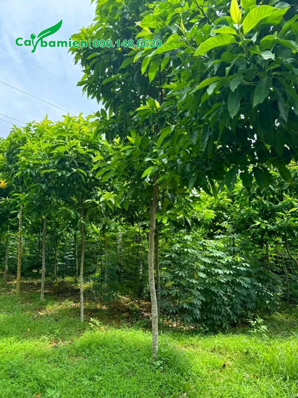 Vườn nuôi trồng ngọc lan trắng