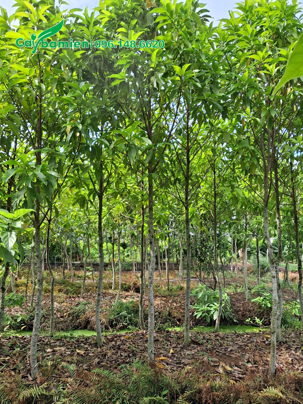 Cây đường kính nhỏ, chiều cao khoảng 3m