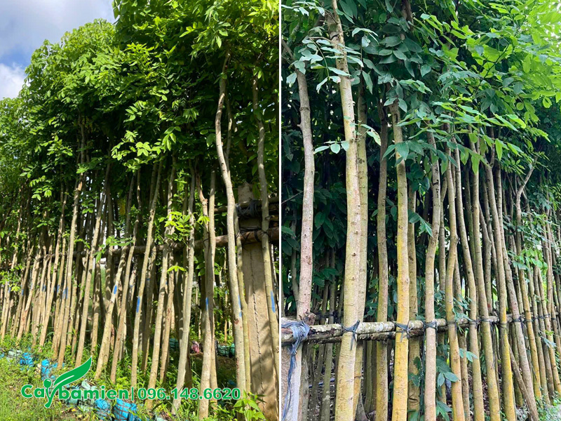 Bãi dưỡng ủ cây hoa muồng hoàng yến công trình