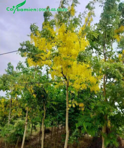 Vườn cây muồng hoàng yến trồng từ bé tại vườn, hoa nở vàng rực