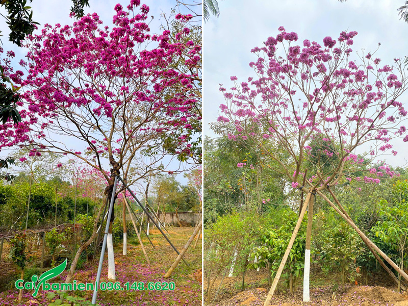 Vườn phong linh tím công trình ở Hưng Yên, đường kính góc 10cm