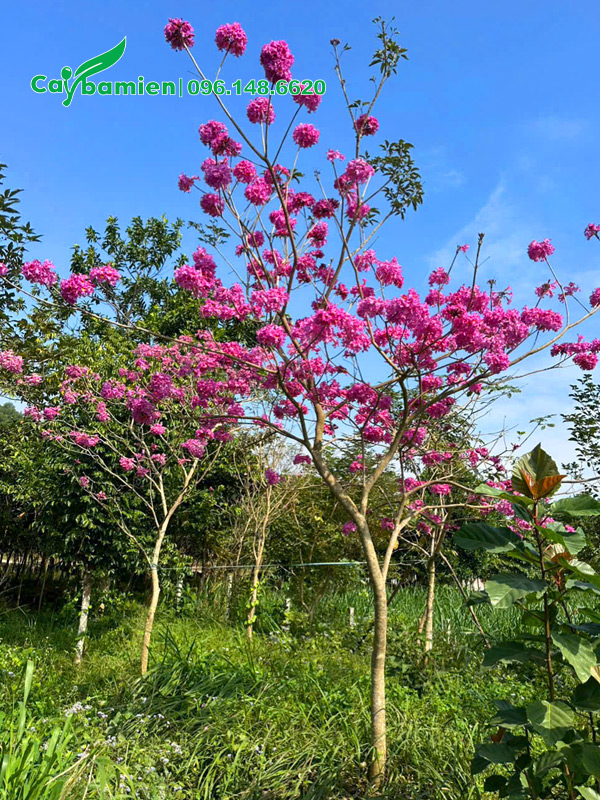 Vườn trồng cây hoa phong linh tím ở Hà Nội của Cây Ba Miền