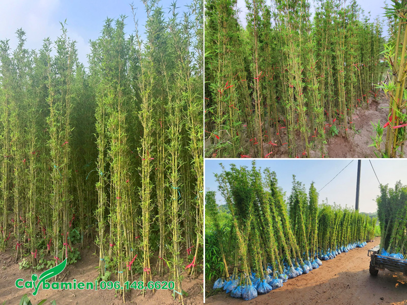 Vườn dưỡng ủ số lượng lớn Trúc Quân Tử chiều cao 2.5 - 3m