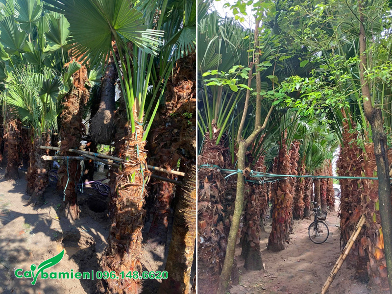 Vườn dâm ủ cây cọ ta lóng thân cao 1.5 - 2m