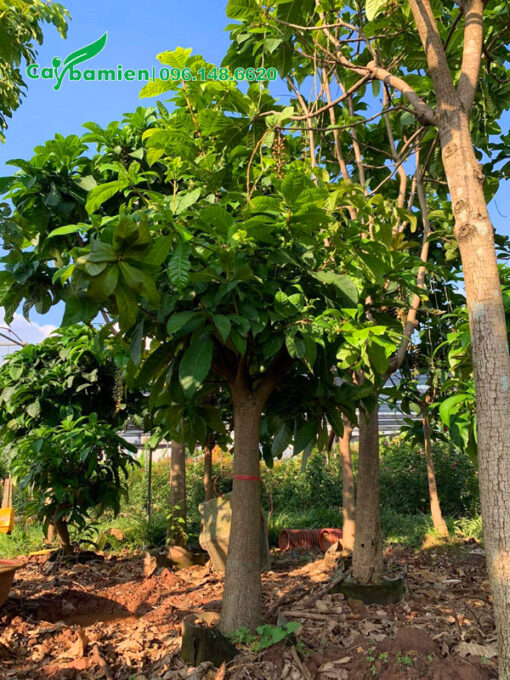 Vườn dưỡng ủ cây hoa lộc vừng trắng