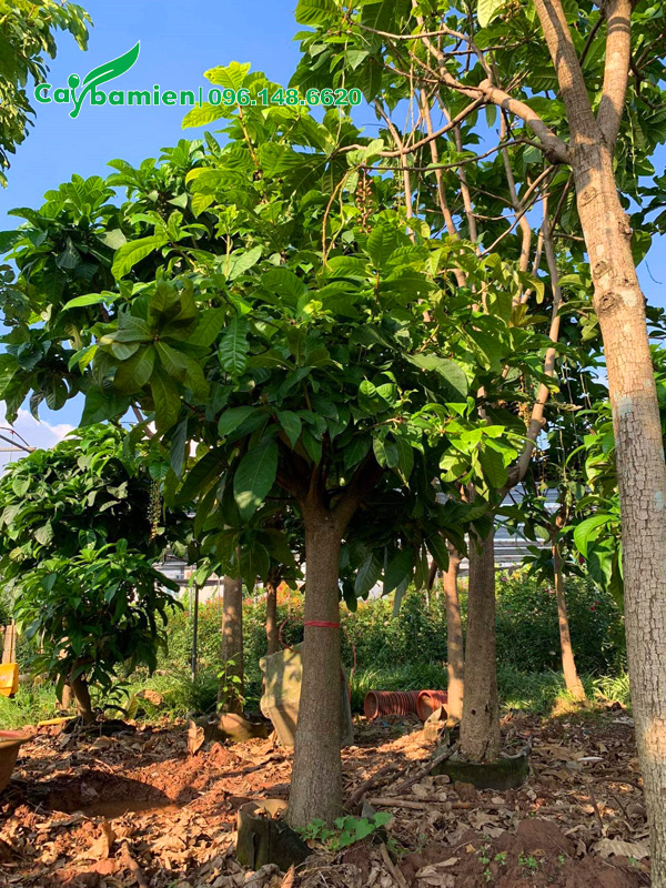 Vườn dưỡng ủ cây hoa lộc vừng trắng