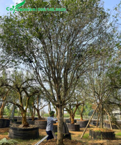 Những cây mộc hương gốc khủng, đường kính gốc 20cm